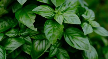 Trader Joe’s Basil Salmonella Outbreak