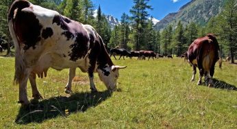 Tuberculosis in Raw Milk is Yet Another Reason to Consider Pasteurization