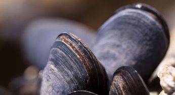 Biotoxin Linked to Mussels Sickens At Least 20 People Says Oregon Health Authority