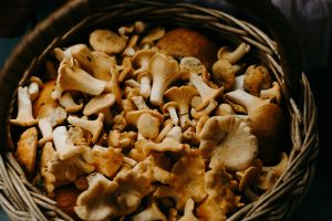 Safely Foraging for Mushrooms