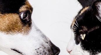 Is Raw Pet Food Risky? The Potential Impact on Humans and Animals.