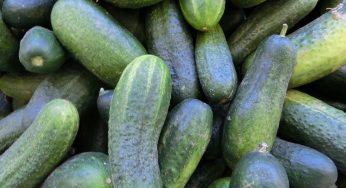Cucumber Salmonella Outbreaks