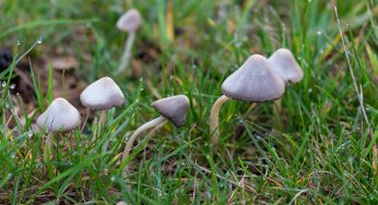 FDA and CDC Warn Against Microdosing Mushrooms as a Current Outbreak Sickens 12 So Far!