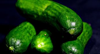 Cucumber Outbreak Source Uncovered. Untreated Canal Water to Blame!