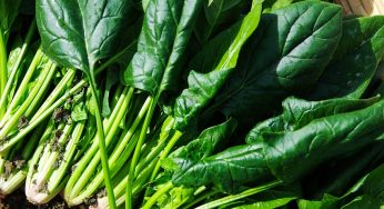FDA Announces New Outbreak. Could There Be E. coli In Spinach Again?