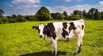 More Human Cases of Bird Flu from Cows Identified, Unknown Exposure