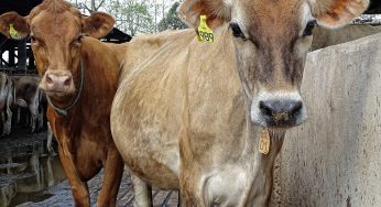 Cases of Bird Flu in Dairy Cows Continues to Rise as New Mexico Detects New Cases and Three New Farms in California are Added to the List