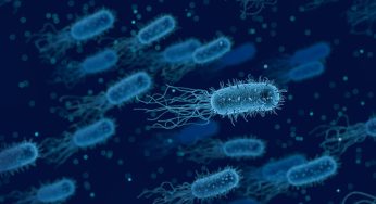 Do Bacteria Age Like Humans? Or Are They Immortal?