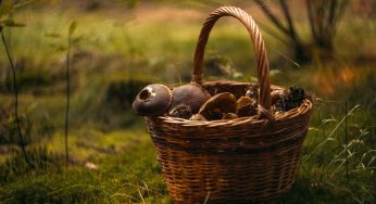 Toxic Mushrooms Hospitalize Family of 11, Including A One-Year-Old Child
