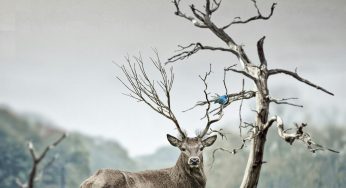 Safely Preparing Wild Game