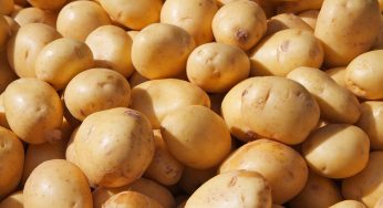 Food Poisoning at Blue Star Café & Pub Linked to Fried Sliced Potatoes