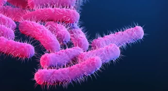 The Web’s Most Searched Questions About Shigella