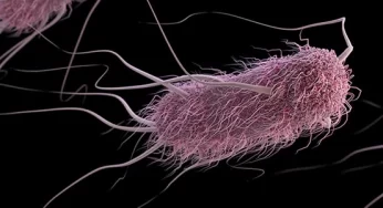 The Web’s Most Searched Questions About E. coli
