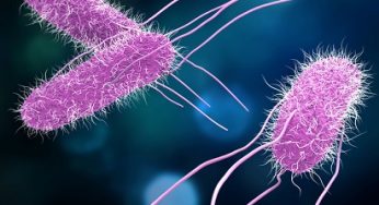 The Web’s Most Searched Questions About Salmonella
