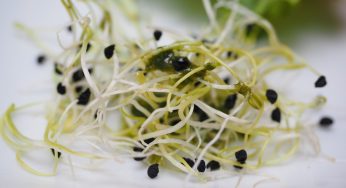 Listeria Outbreak Linked to Jack and the Green Sprouts Products