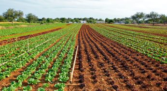 FDA Announces New E. coli Outbreak This Week. Could Leafy Greens Be to Blame?