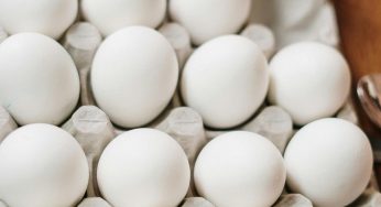 Eggs & Salmonella