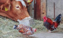 Bird Flu & Raw Milk