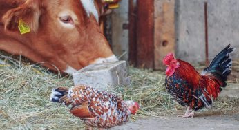 Bird Flu & Raw Milk