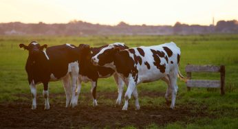 What is a Herd Share, and Are They Safe?