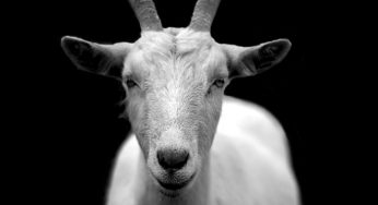 The Dangers of Raw Goat Milk
