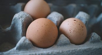Trusting Backyard Eggs