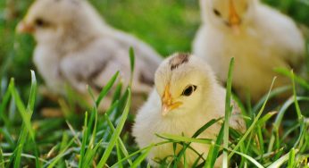 Are Baby Chickens Instant Eggs?