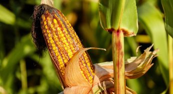 Not So Fun-Guy, Fungus Mycotoxins Emerge as Deadly Food Poisoning Topic