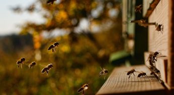 Honeybee Deaths May Be Another Reason Your Grocery Bill Increases