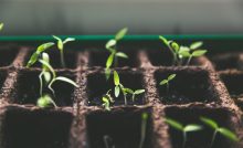 Plant Fertilizer & Food Poisoning