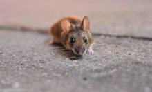 FDA Issues Food Safety Alert for Pan-African Food Distributors Due to Rodent Infestation www.makefoodsafe.com