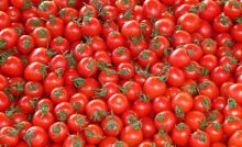 Huge Recall for Salmonella in Tomatoes Hits the News About the Same Time Two Large Salmonella Outbreak Investigations. Coincidence? www.makefoodsafe.com
