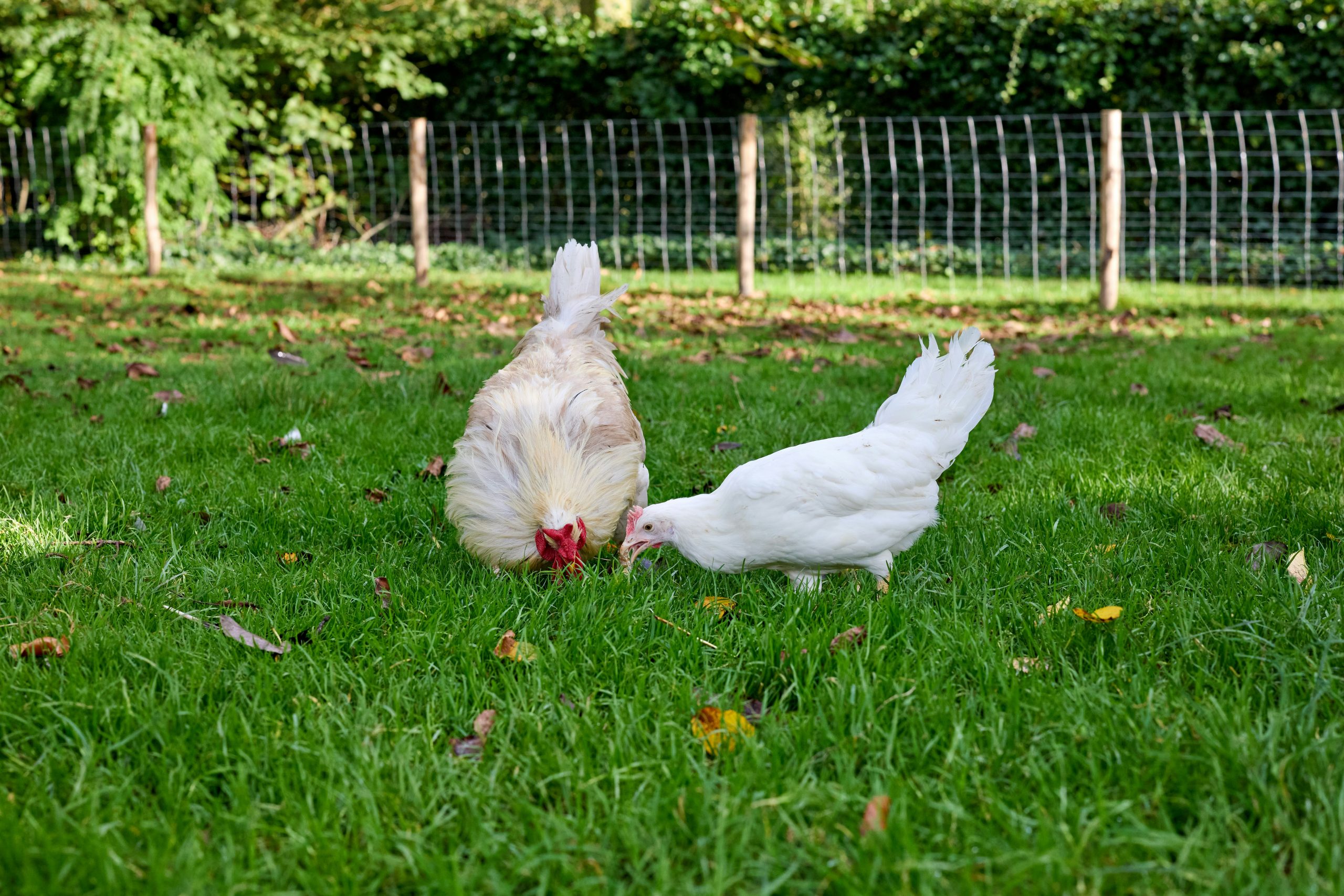 CDC Announces 2026 Backyard Poultry Outbreak