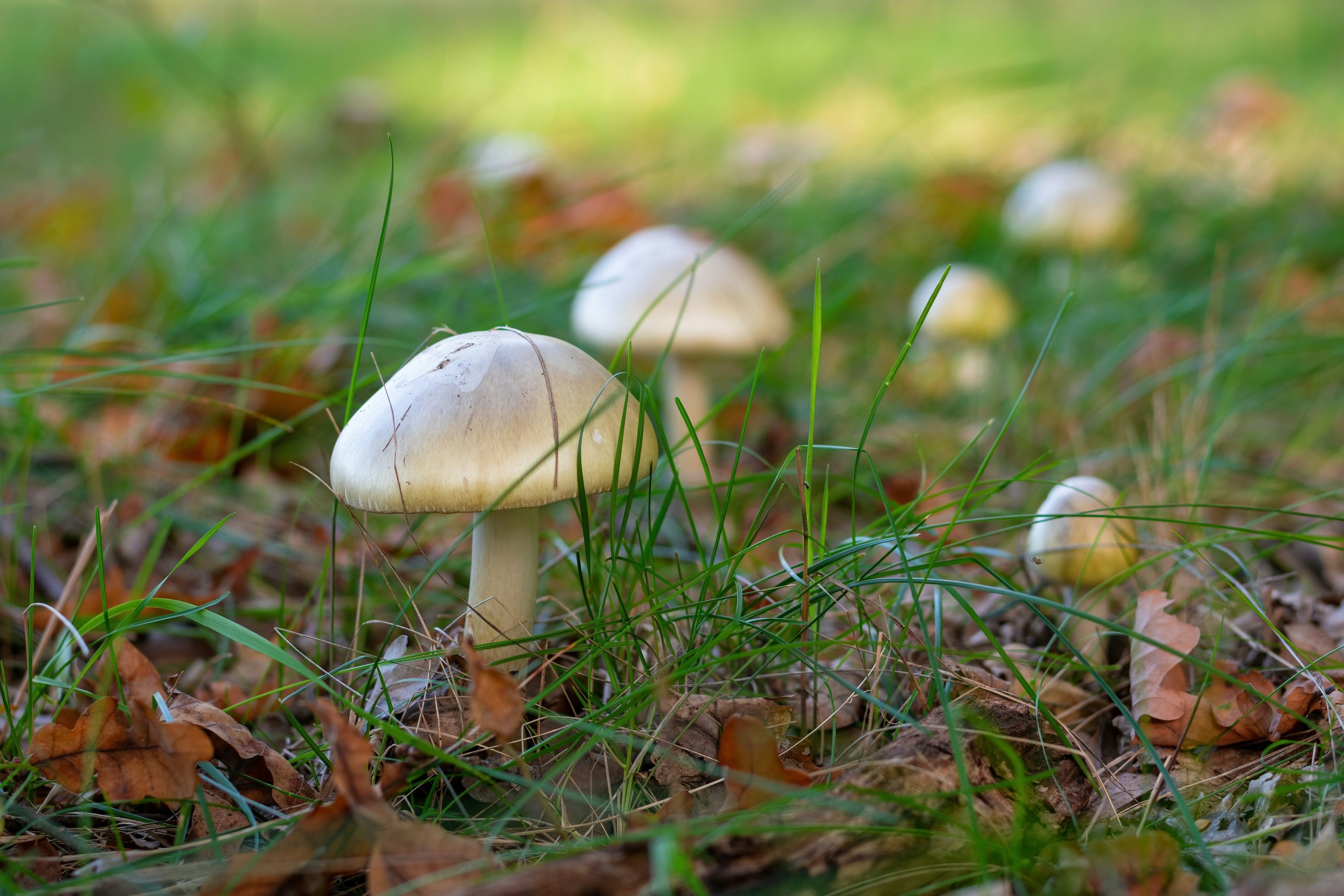 Is That Mushroom Safe? Health Authorities Warn of Unprecedented Wild Mushroom Poisoning Outbreak in California